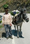 Man and donkey with their dinner